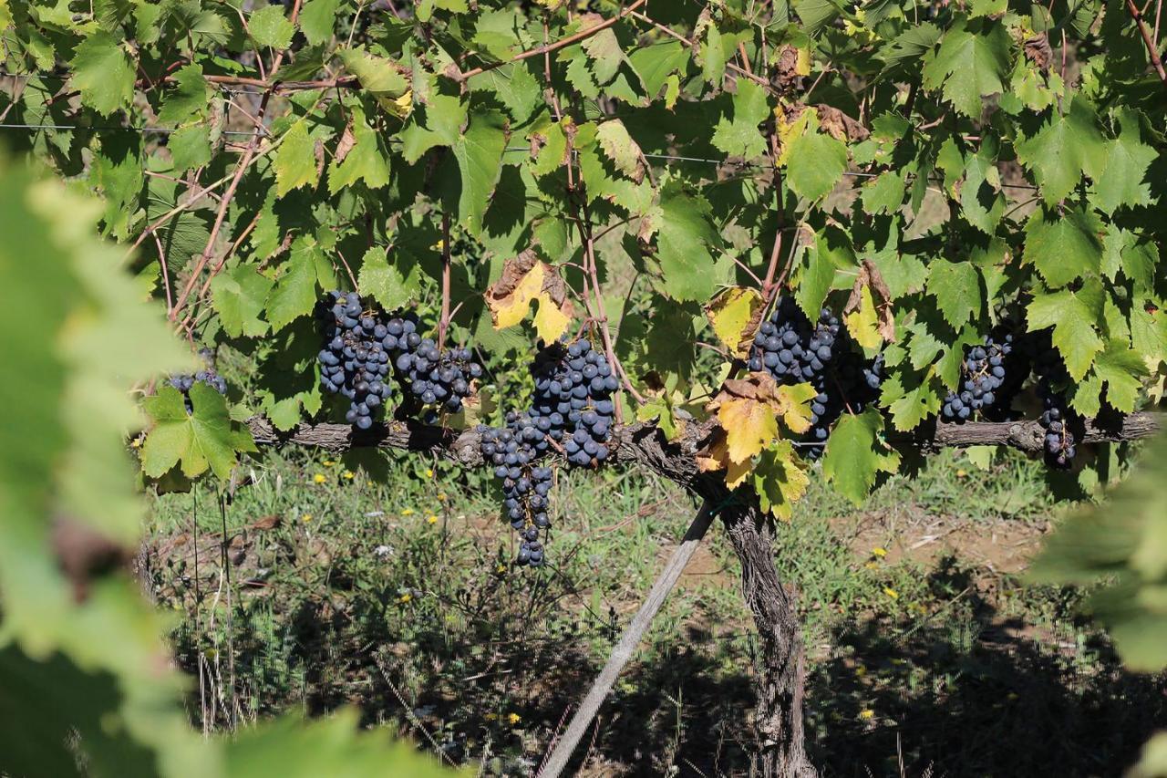 La Striscia Wine Resort 阿雷佐 外观 照片